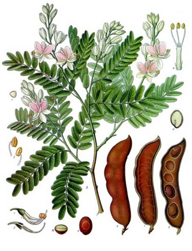 Image Credit: Franz Eugen Köhler, Köhler's Medizinal-Pflanzen
Rights: Public Domain
Source:http://commons.wikimedia.org/wiki/File:Koeh-134.jpg Contact-image